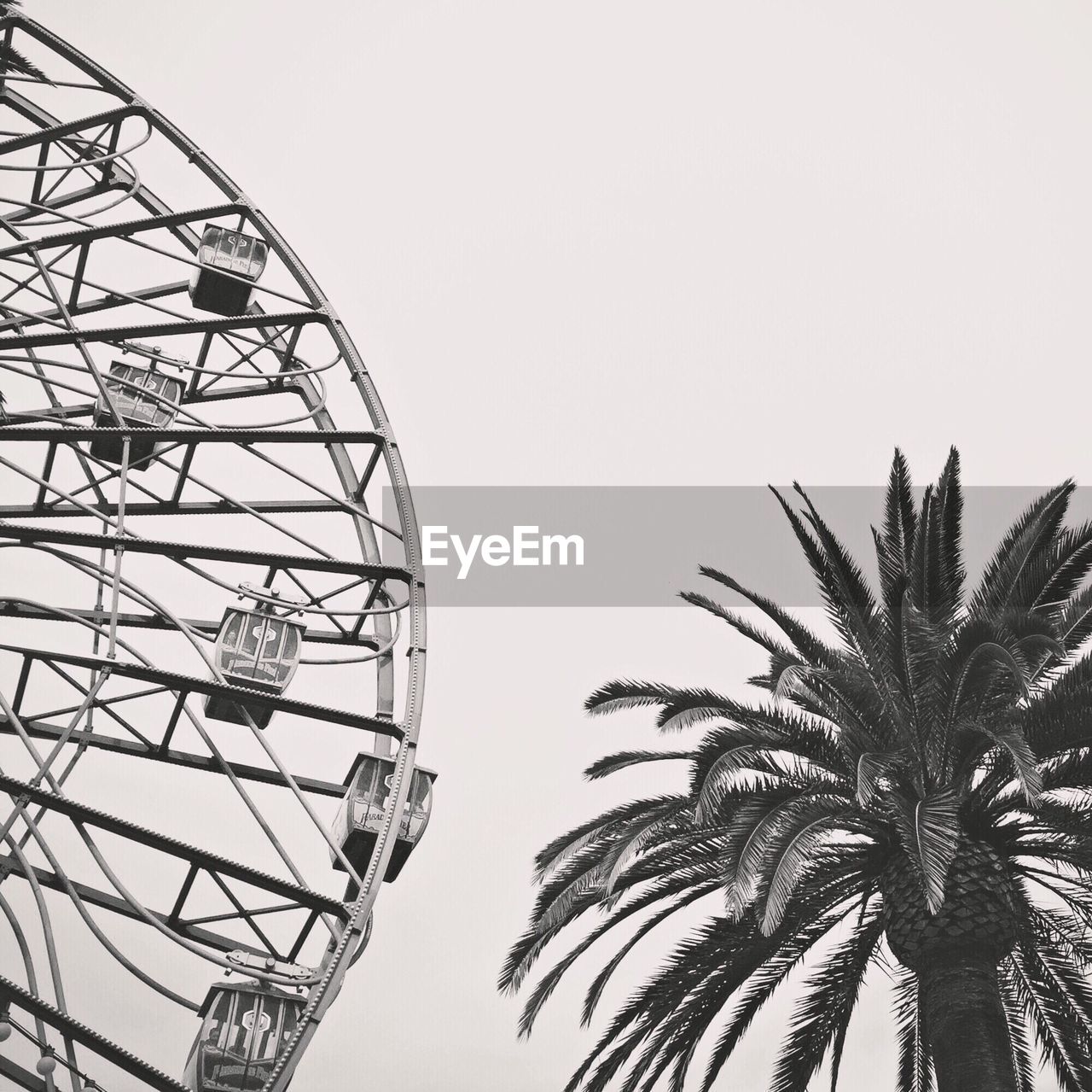 Date palm tree by ferris wheel against clear sky