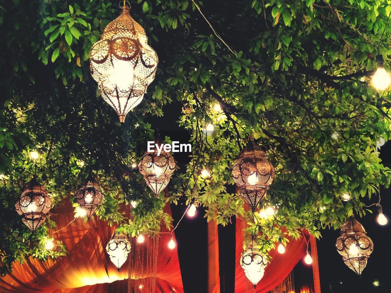 Low angle view of lanterns hanging from tree