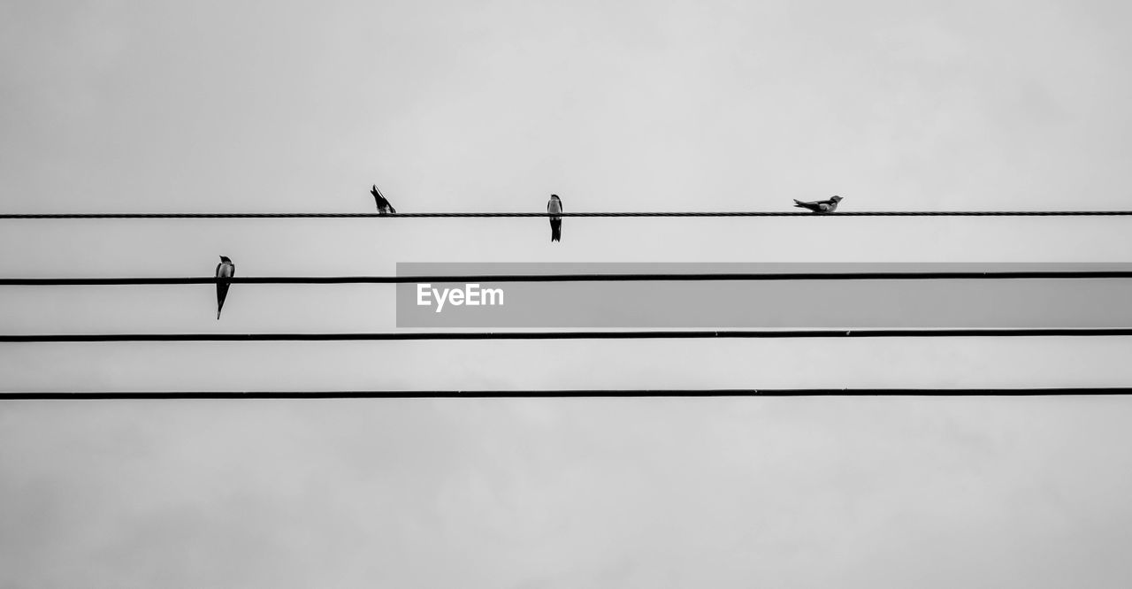 LOW ANGLE VIEW OF BIRDS ON CABLE AGAINST SKY