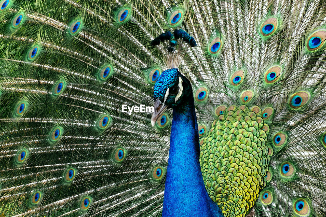 CLOSE-UP OF PEACOCK