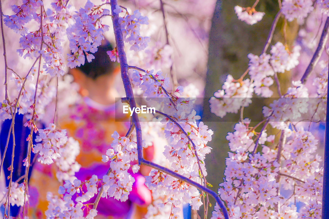 plant, spring, flowering plant, flower, blossom, beauty in nature, tree, branch, nature, springtime, fragility, cherry blossom, freshness, growth, outdoors, purple, focus on foreground, close-up, day, selective focus, pink, no people, petal, multi colored, tranquility, autumn