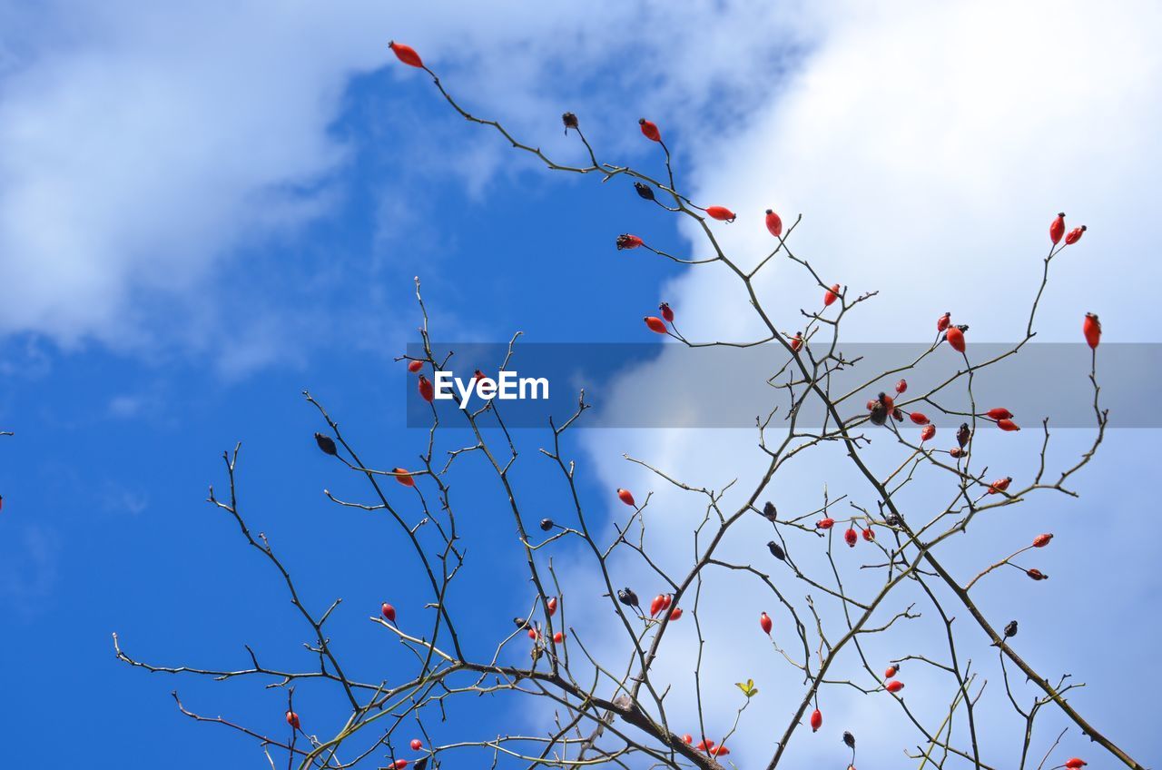 LOW ANGLE VIEW OF BRANCHES AGAINST SKY