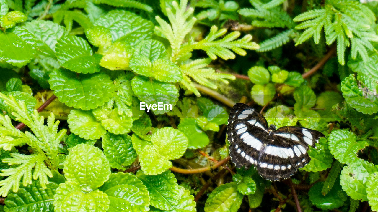 HIGH ANGLE VIEW OF BUTTERFLY ON PLANTS