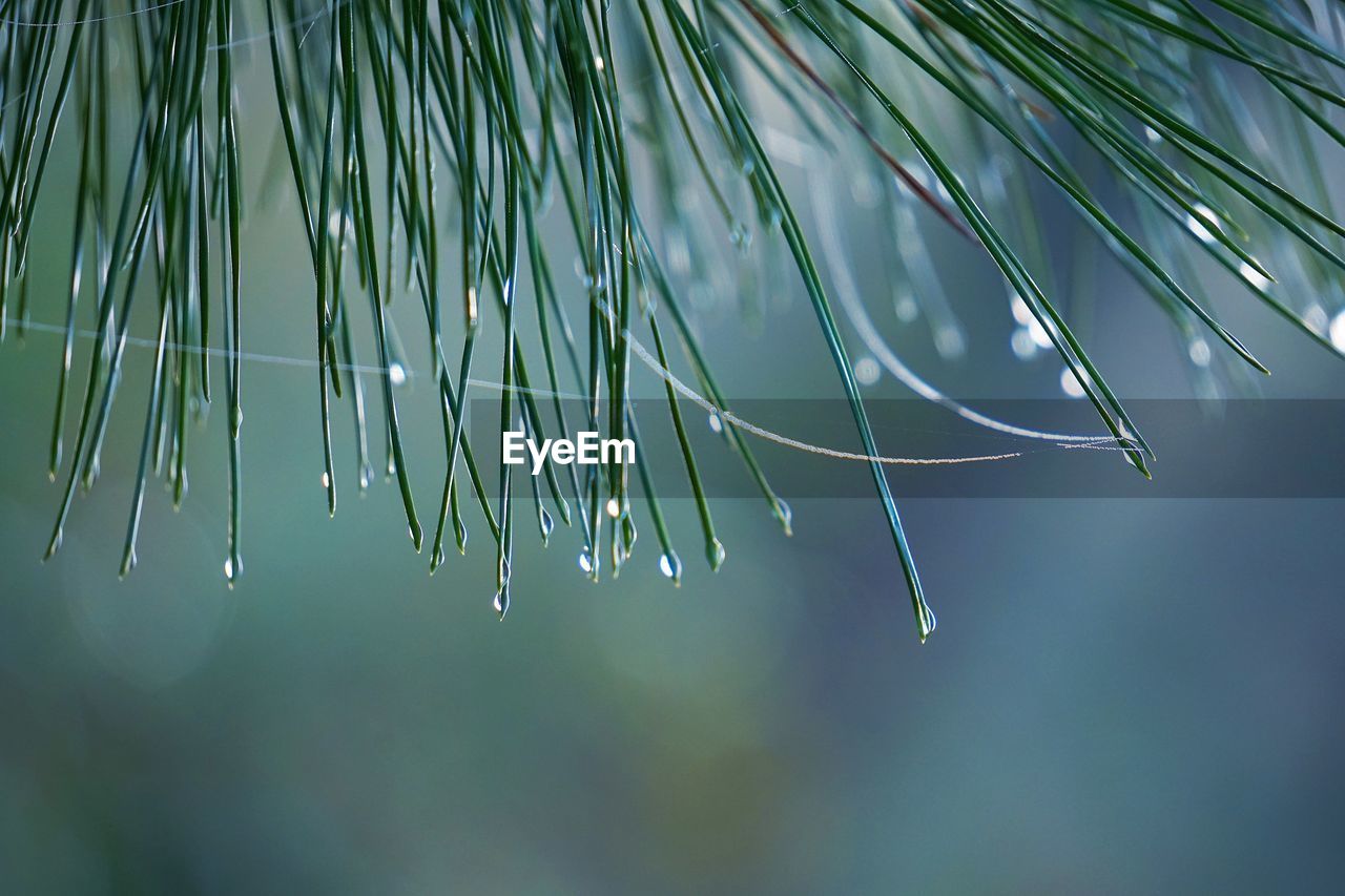 CLOSE-UP OF WET LEAVES ON RAINY DAY