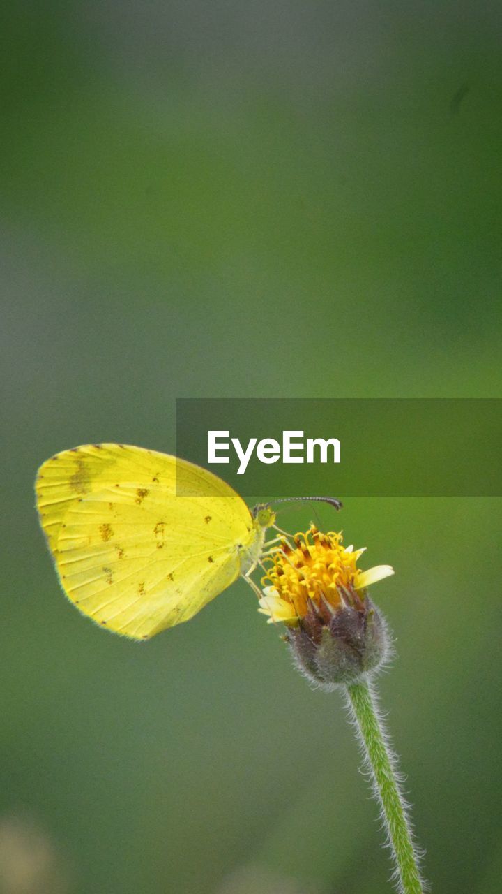 Close-up of butterfly pollinating on yellow flower