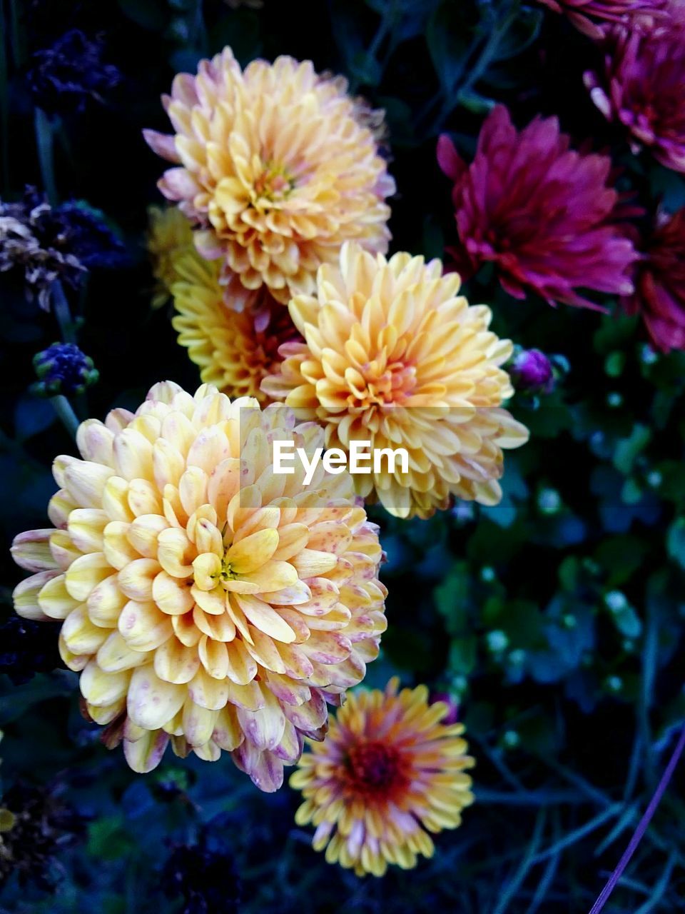 CLOSE-UP OF YELLOW FLOWERS BLOOMING