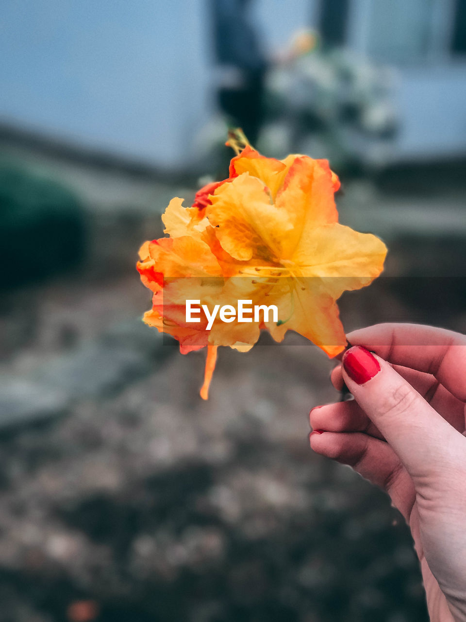 Cropped hand of woman holding flower