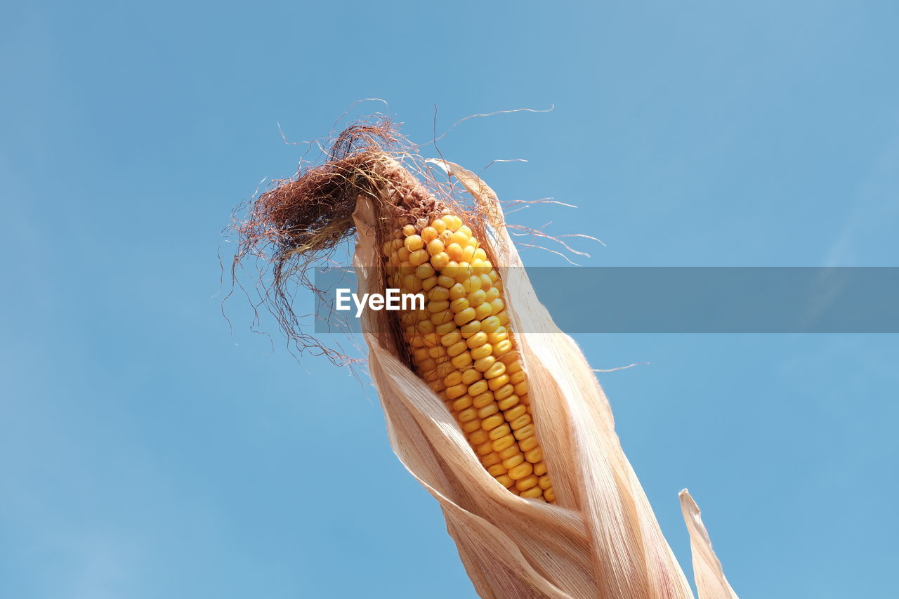 Low angle view of corn against clear blue sky