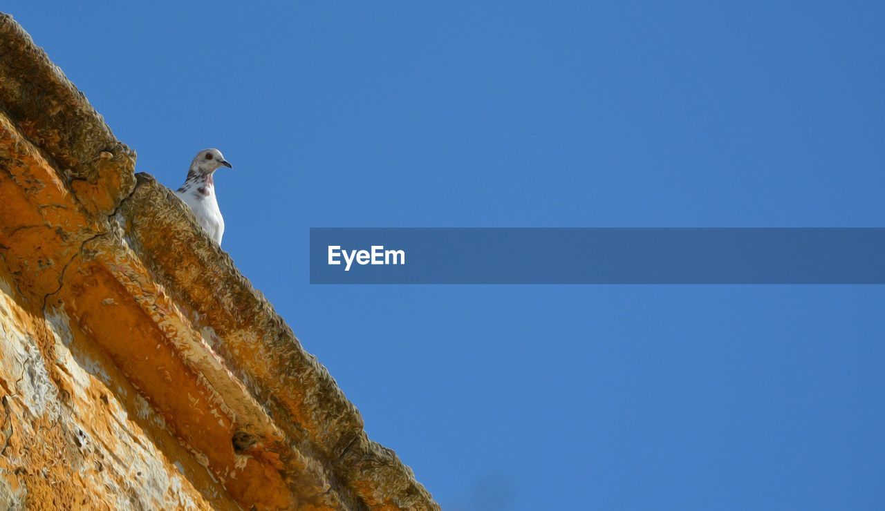 Low angle view of bird perching on roof against clear blue sky