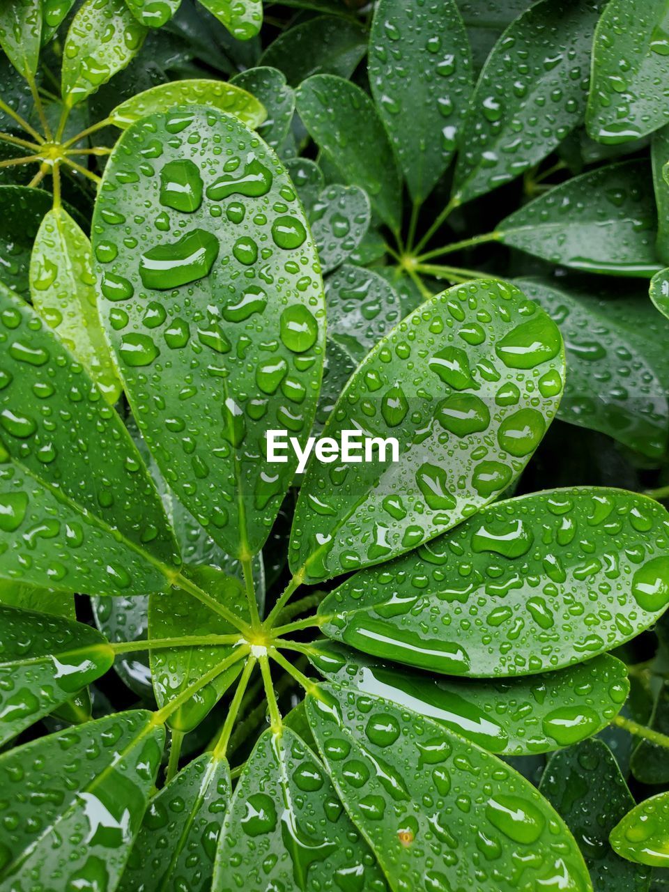 Full frame shot of wet leaves