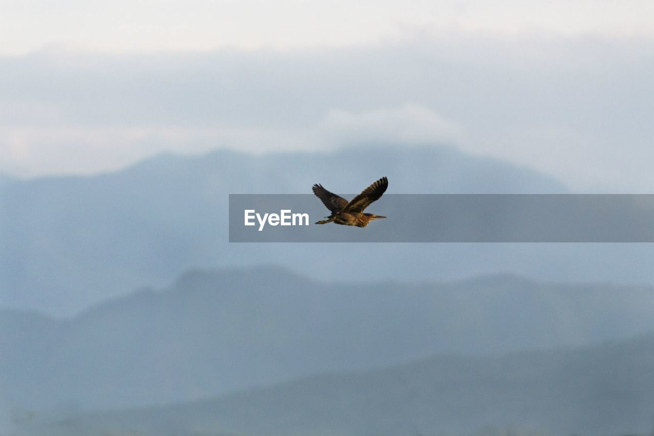 LOW ANGLE VIEW OF BIRD FLYING IN SKY