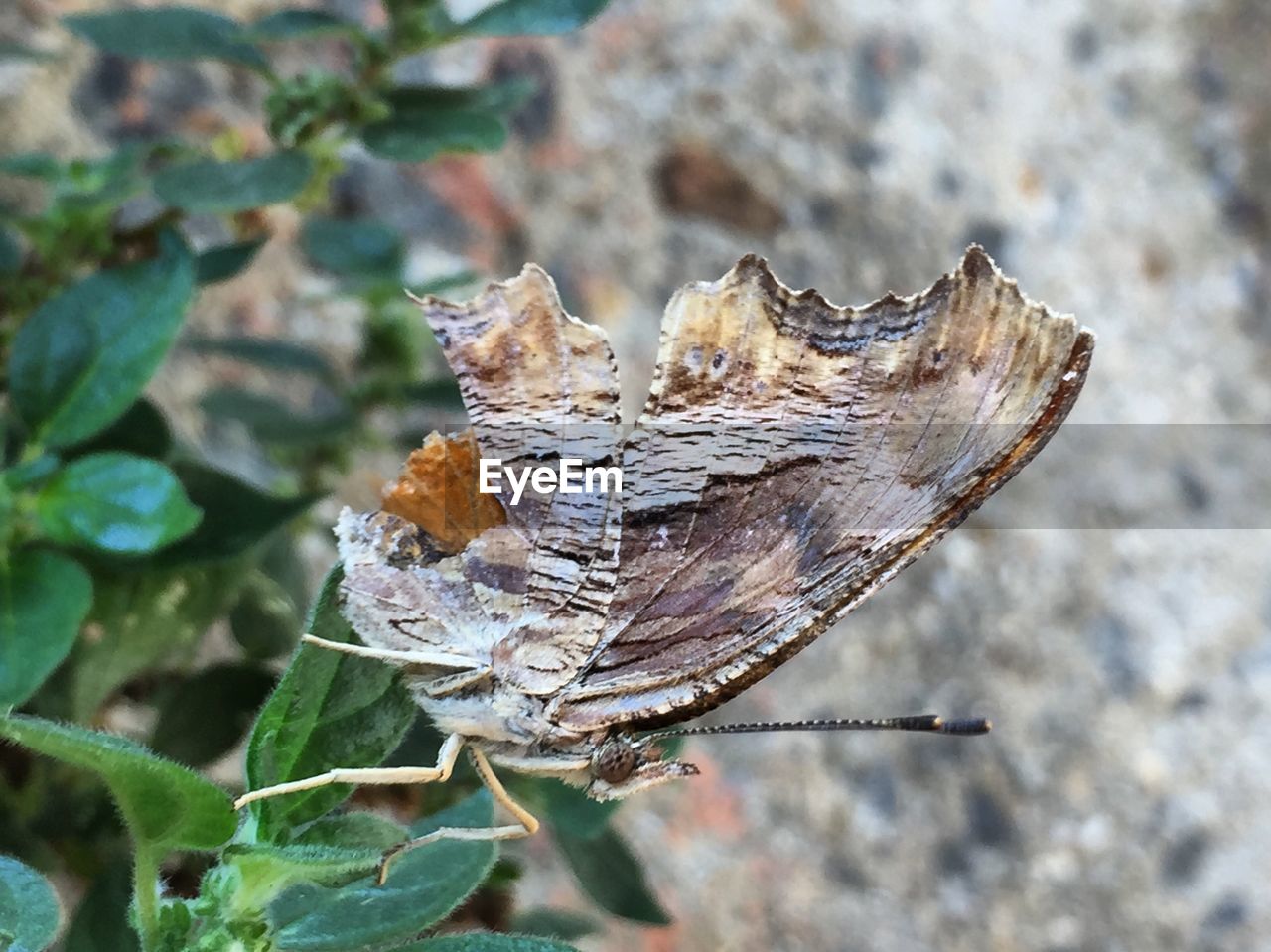 CLOSE-UP OF BUTTERFLY ON DRY LEAVES