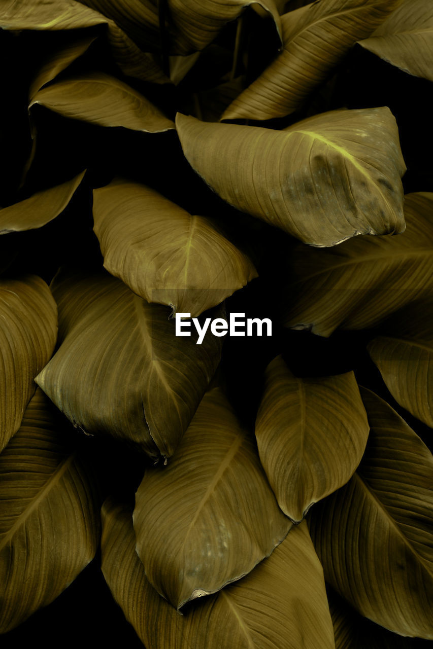 leaf, petal, close-up, full frame, yellow, flower, backgrounds, macro photography, no people, sunlight, green, pattern, nature, beauty in nature, plant part, plant, indoors, freshness, vegetable, textured, abundance, large group of objects