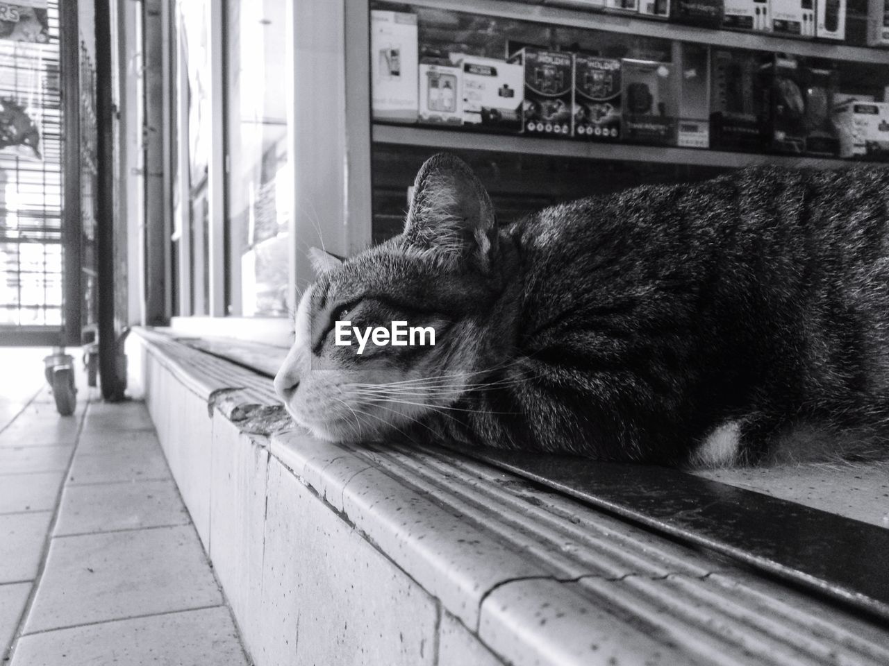 Close-up of cat relaxing on floor