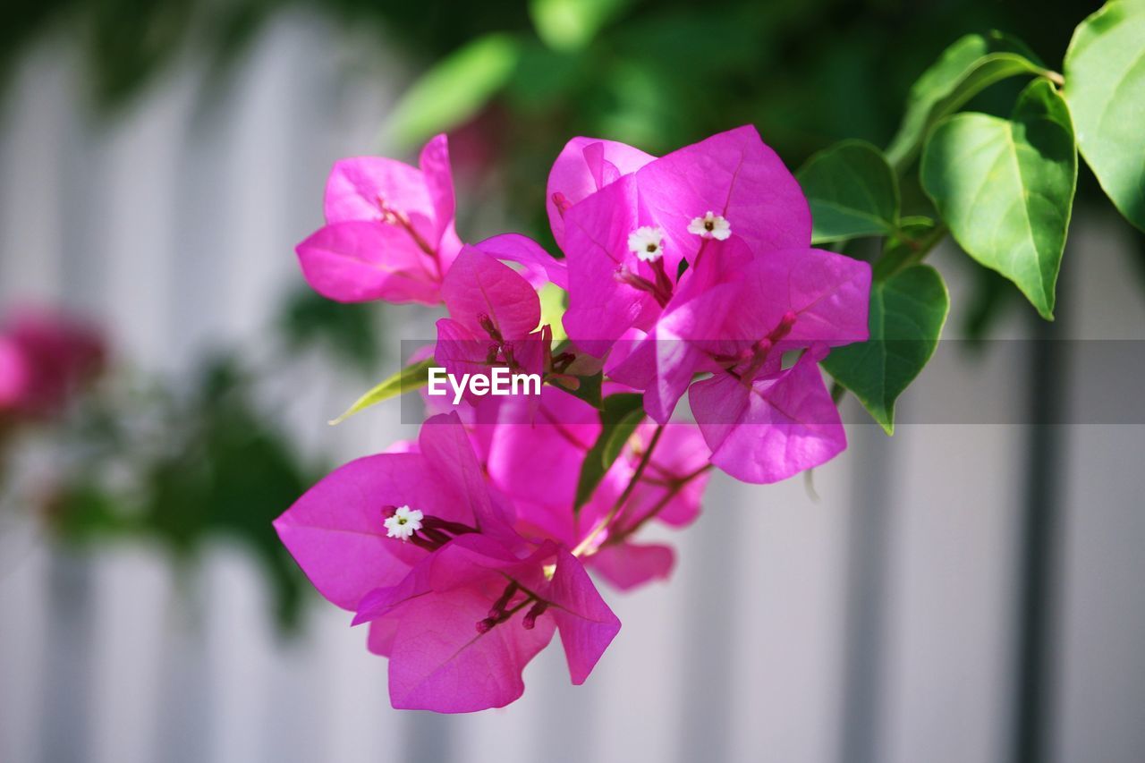 flower, flowering plant, plant, pink, beauty in nature, freshness, close-up, petal, nature, macro photography, blossom, fragility, flower head, inflorescence, focus on foreground, leaf, plant part, no people, growth, outdoors, magenta, orchid, springtime, purple, day, botany