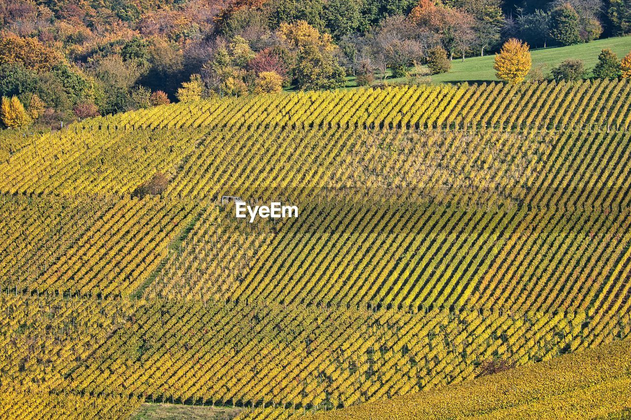 HIGH ANGLE VIEW OF FIELD AGAINST YELLOW AUTUMN