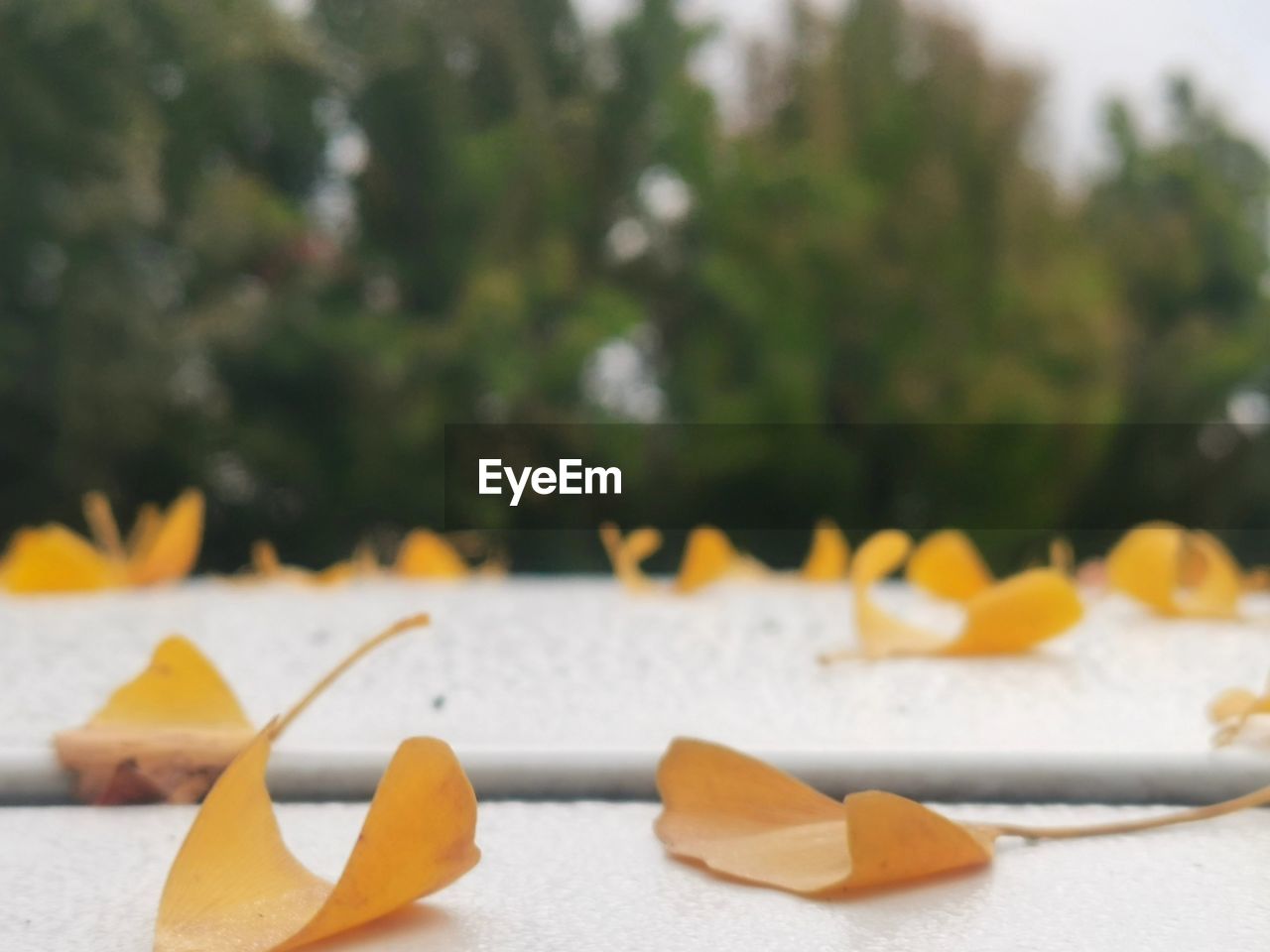 yellow, no people, focus on foreground, leaf, plant, close-up, food and drink, day, food, nature, tree, outdoors