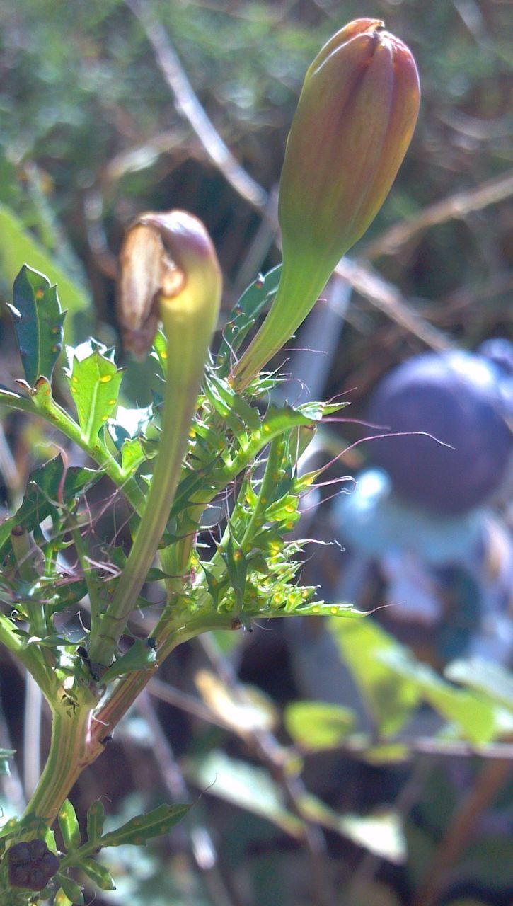 CLOSE-UP OF PLANTS