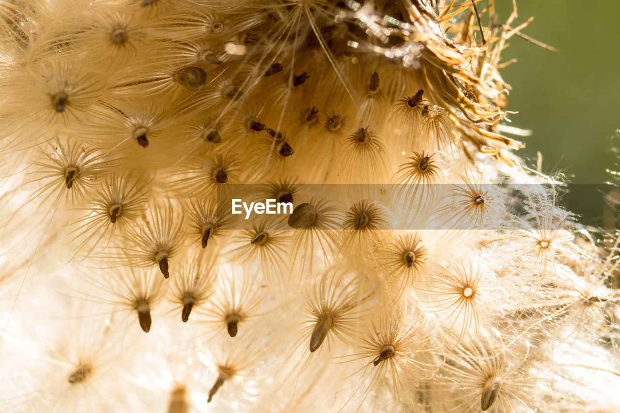 close-up, macro photography, flower, plant, nature, beauty in nature, dandelion, no people, fragility, flowering plant, growth, freshness, seed, outdoors, branch, softness, backgrounds, leaf, day, thorns, spines, and prickles