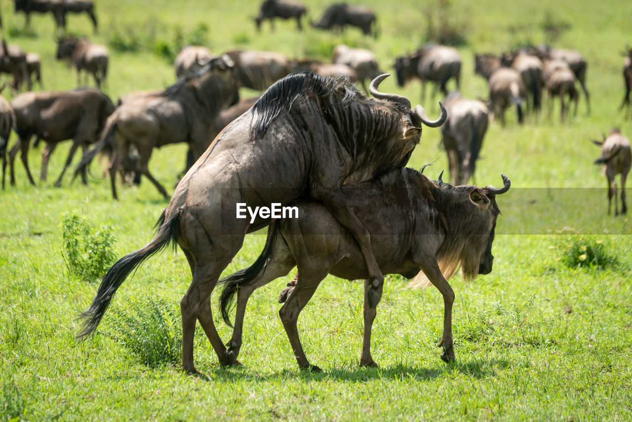 Great migration blue wildebeest mating in grass