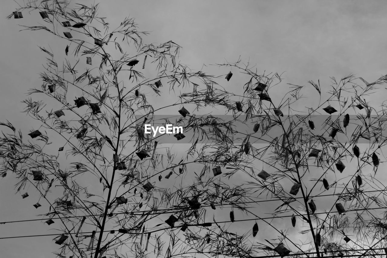 CLOSE-UP OF PLANTS AGAINST SKY