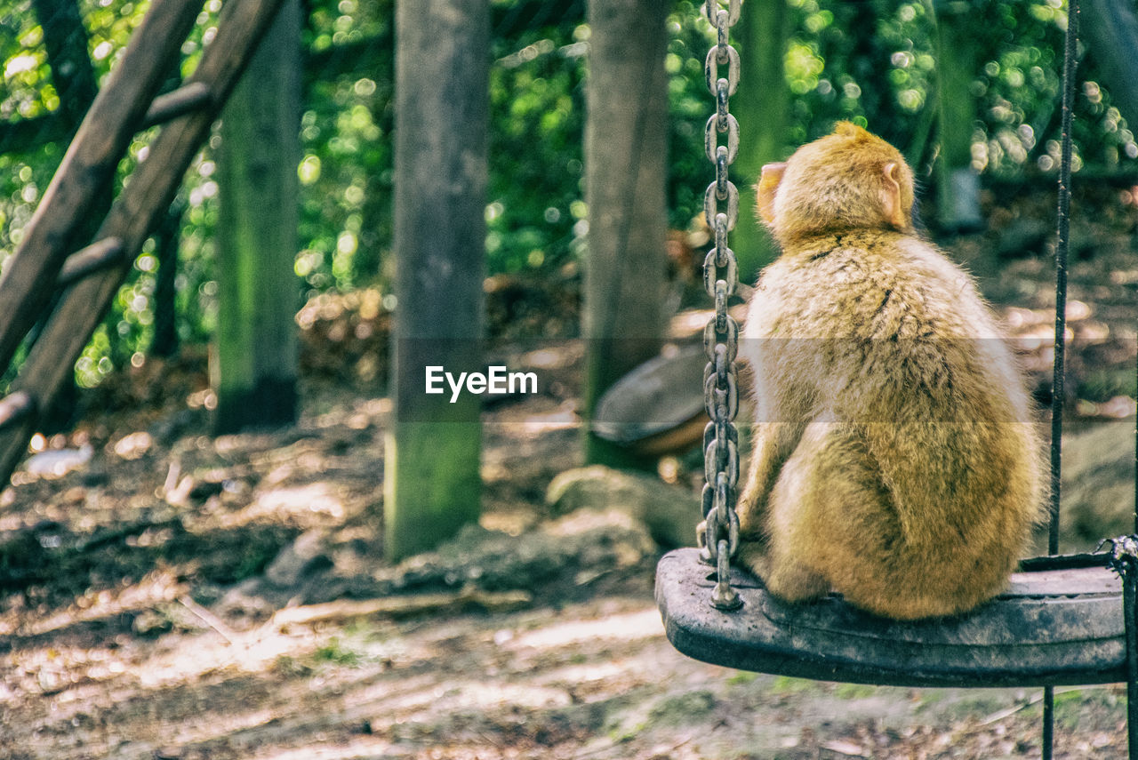 VIEW OF MAN SITTING IN FOREST