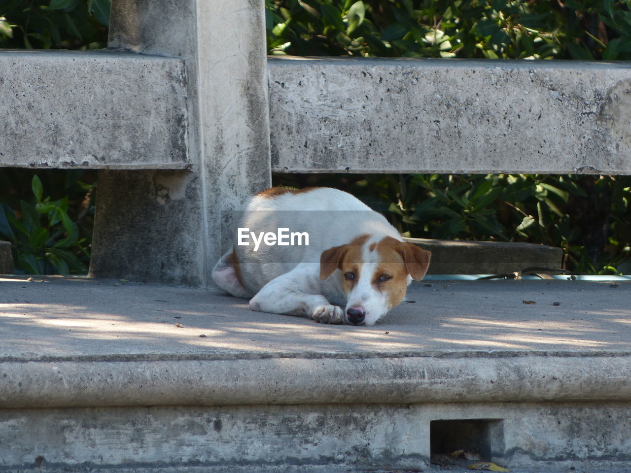 DOG RESTING ON WOOD