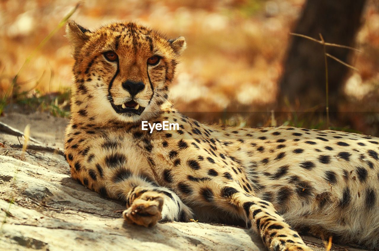Portrait of a leopard 