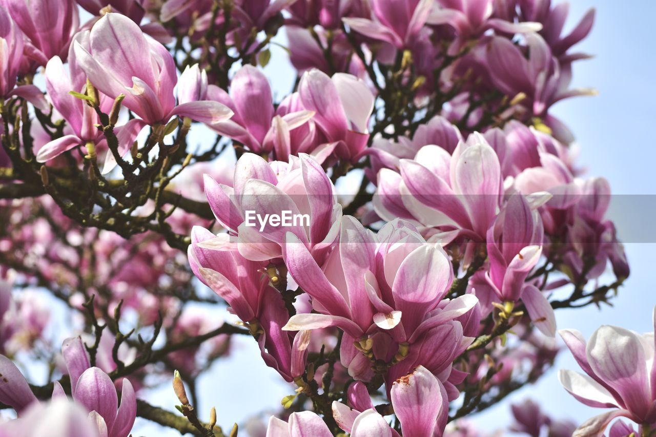 Close-up of pink flowers