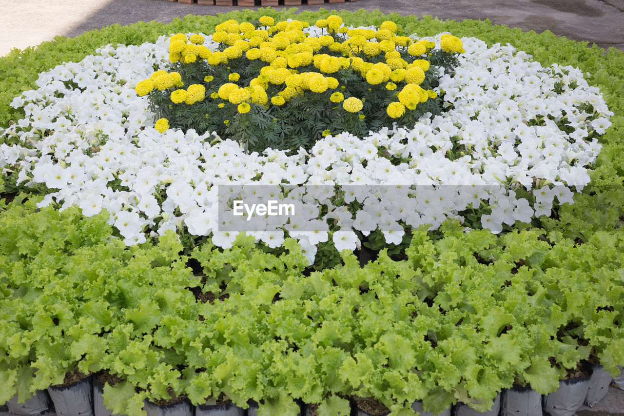 CLOSE-UP OF FRESH WHITE FLOWERING PLANT