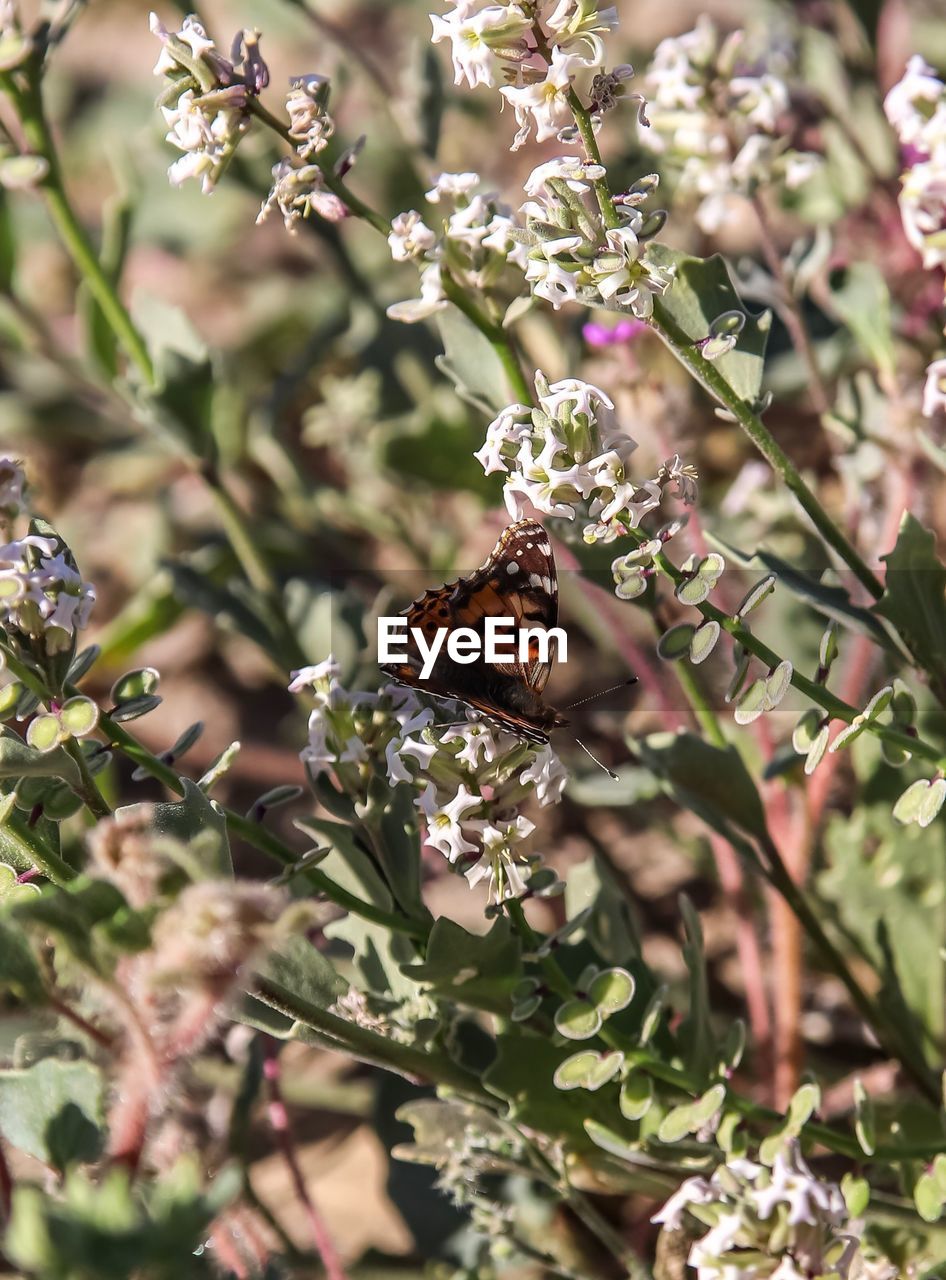 CLOSE-UP OF BUTTERFLY POLLINATING FLOWERS