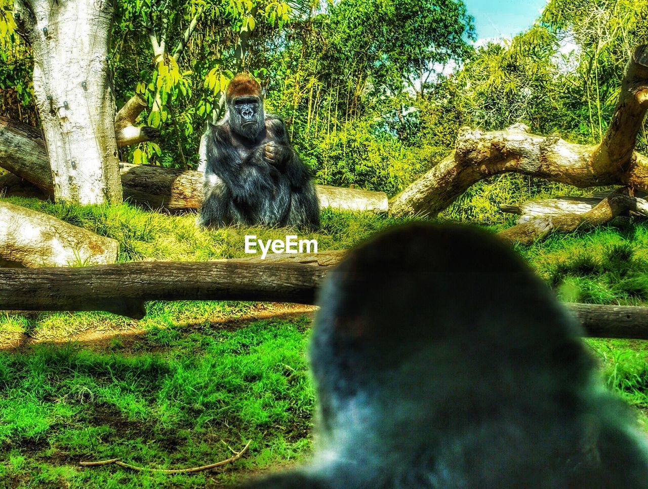 Gorillas on field in forest