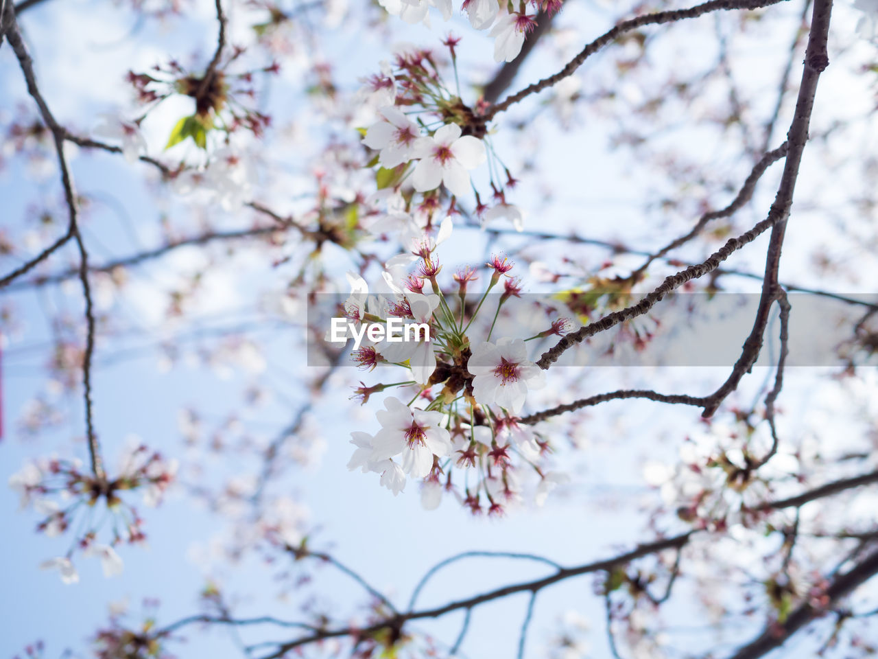 Low angle view of cherry blossom