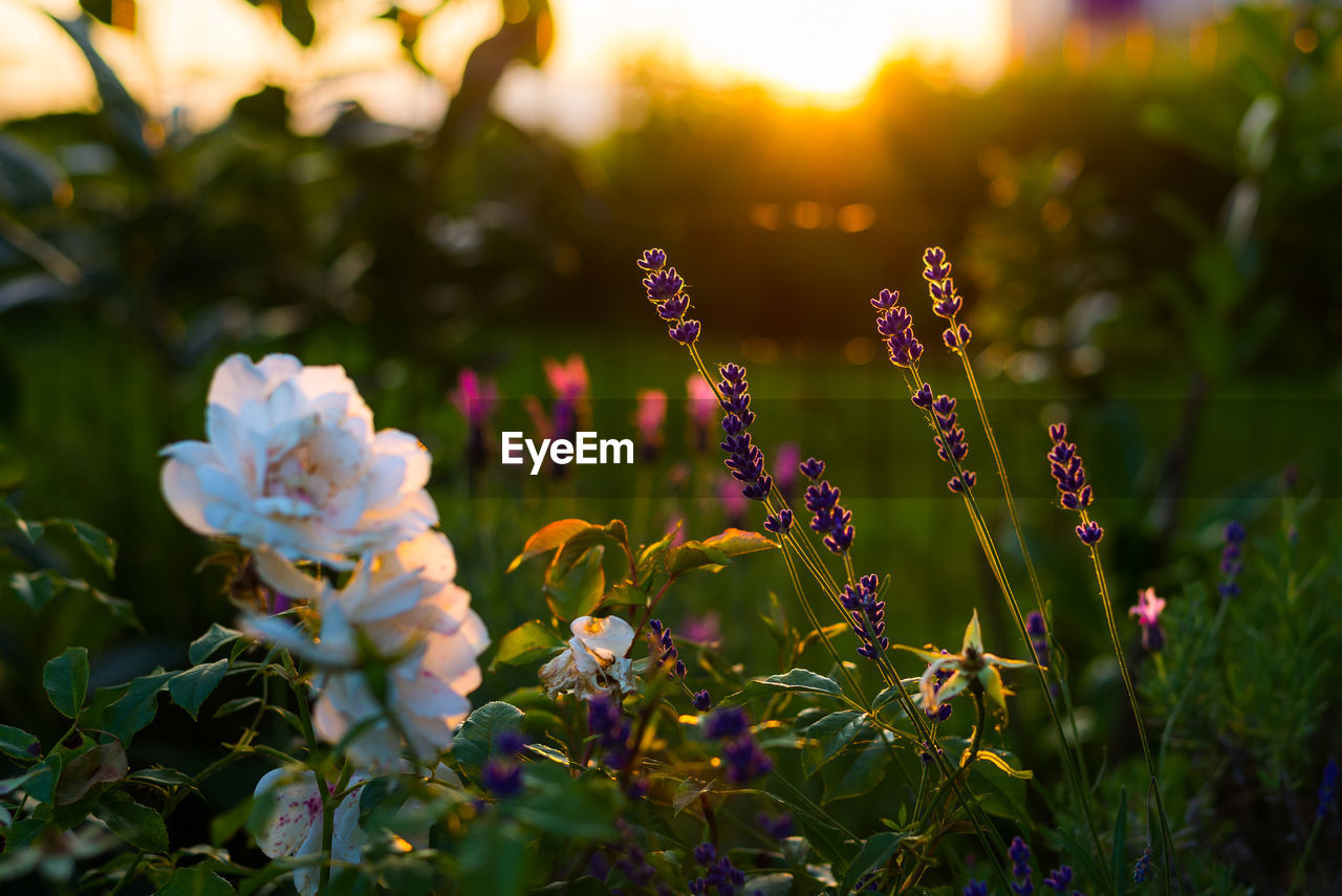 Close-up of flowers blooming at park