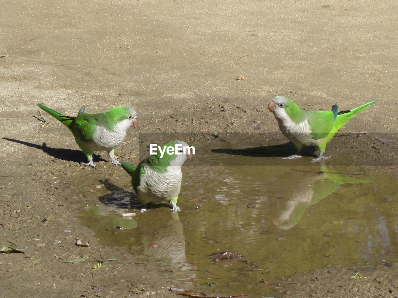 DUCKS ON WATER