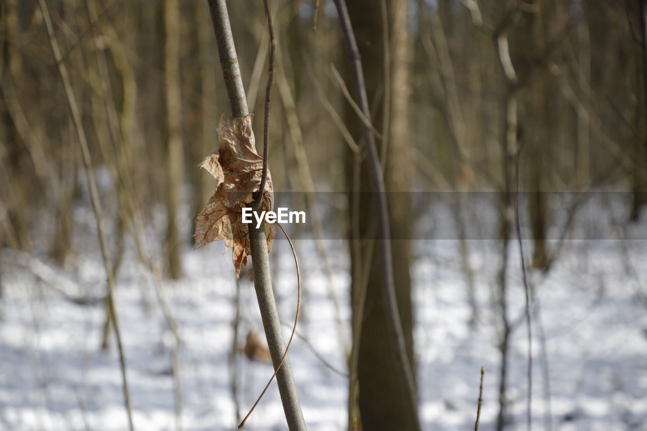 CLOSE-UP OF FROZEN PLANT