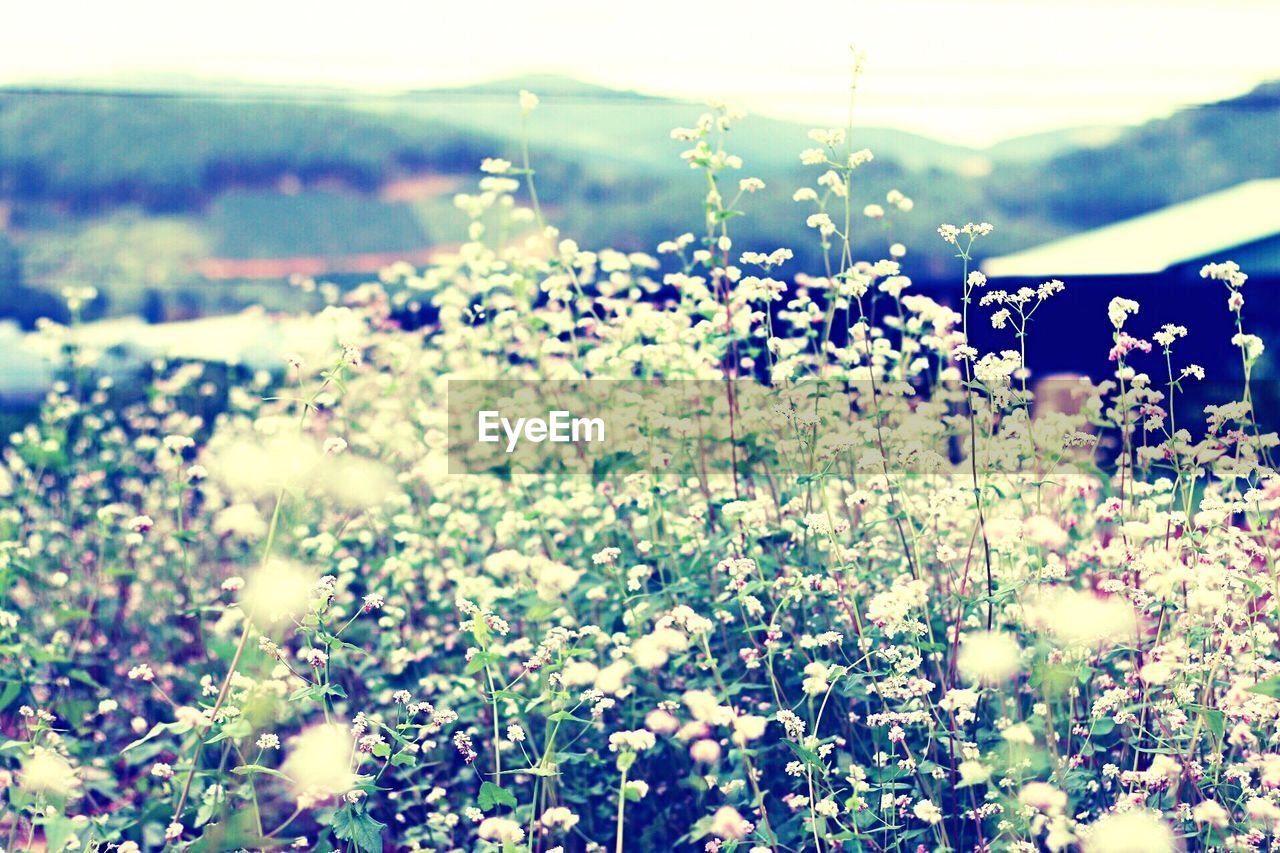 FULL FRAME SHOT OF WHITE FLOWERS BLOOMING IN FIELD