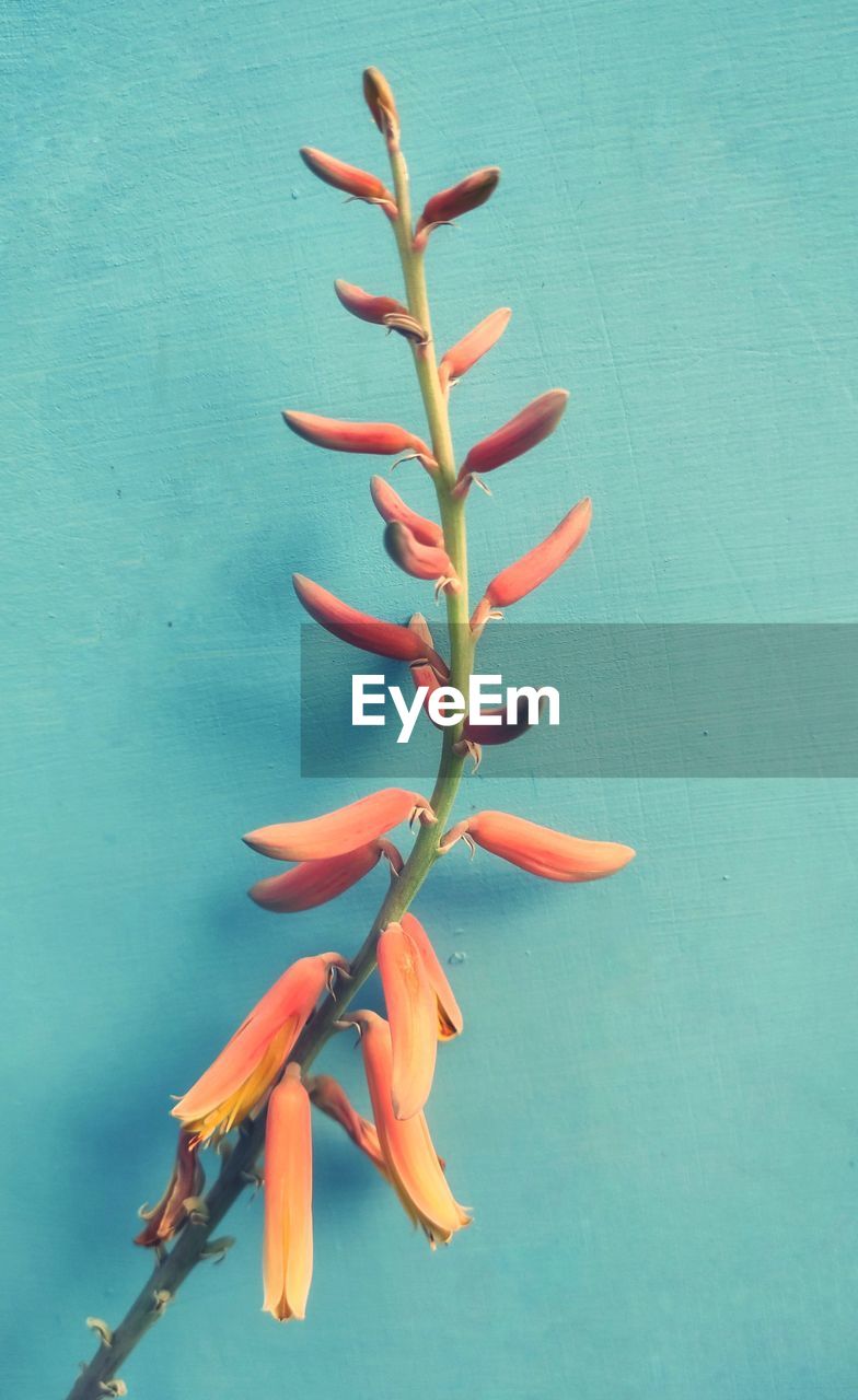 HIGH ANGLE VIEW OF PLANT AGAINST BLUE SKY