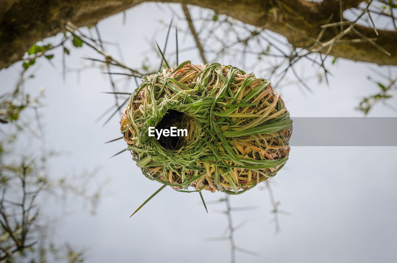 Close-up of weaver bird nest on branch against sky