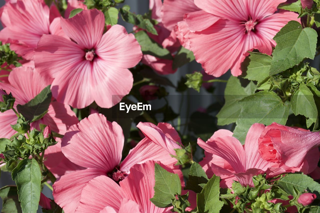 Close-up of pink flowering plants