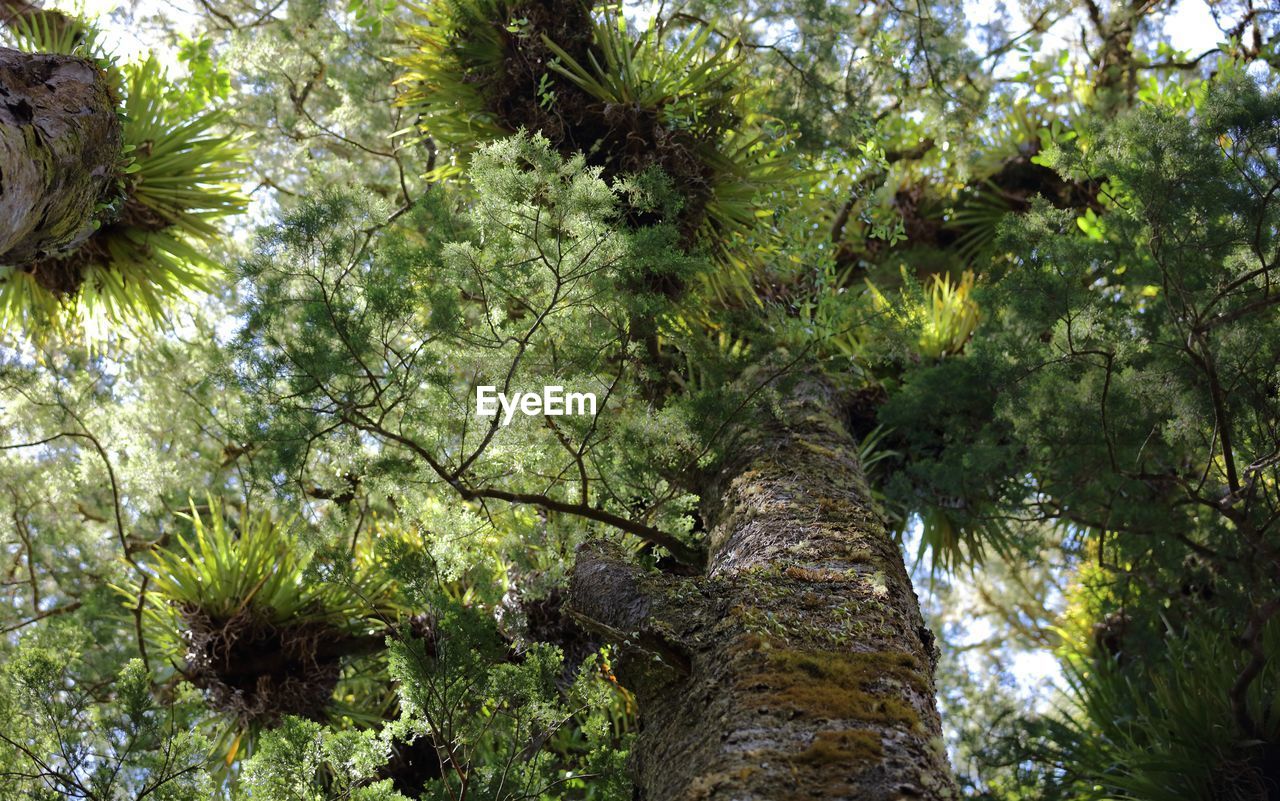 Low angle view of trees in forest