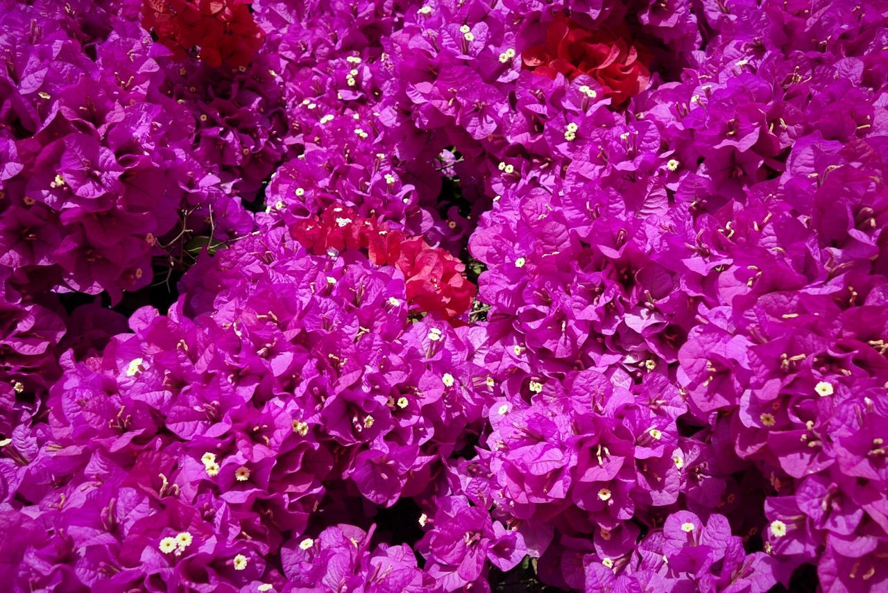 Full frame shot of bougainvillea flowers blooming outdoors