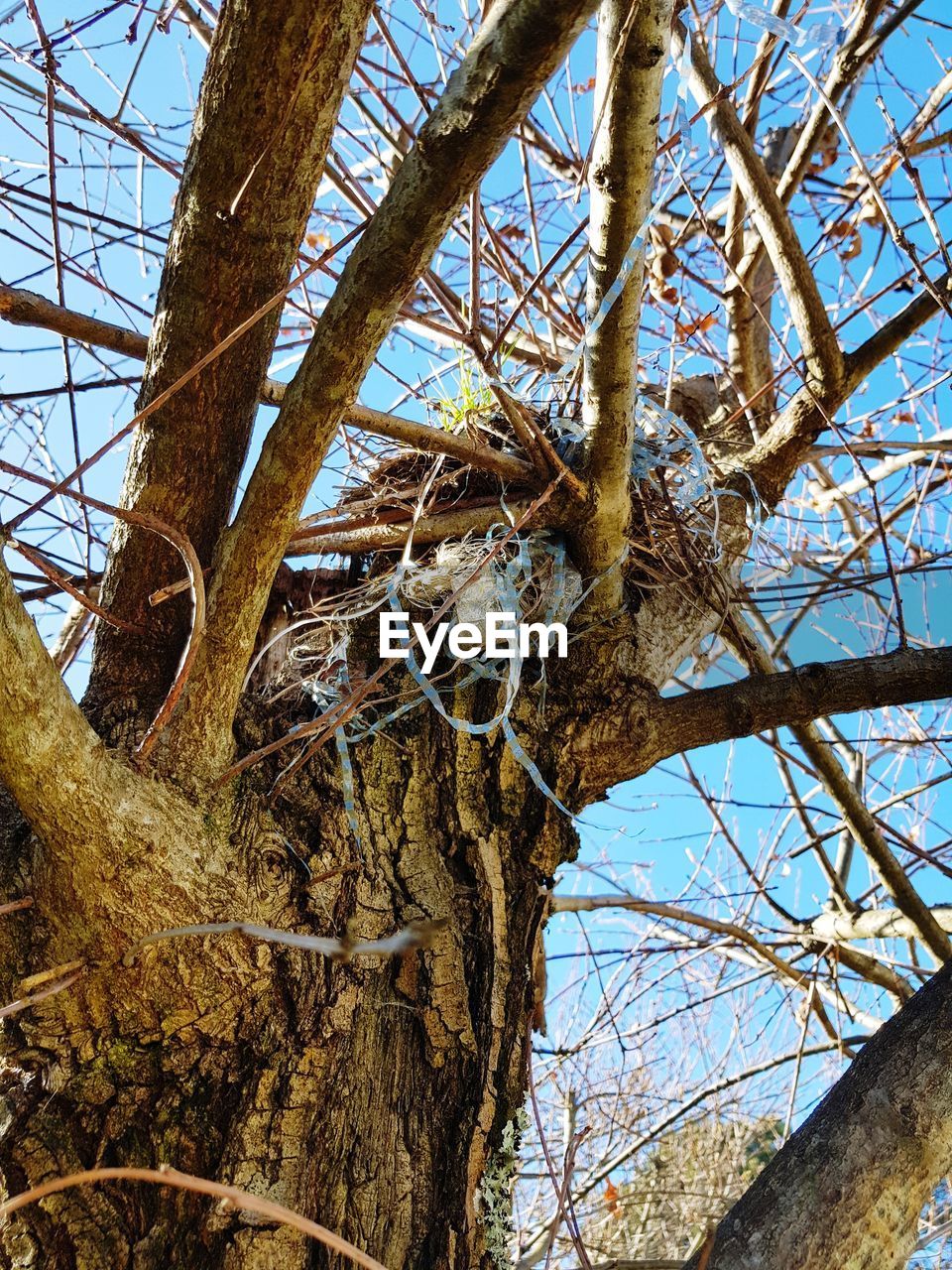 LOW ANGLE VIEW OF BARE TREES AGAINST SKY