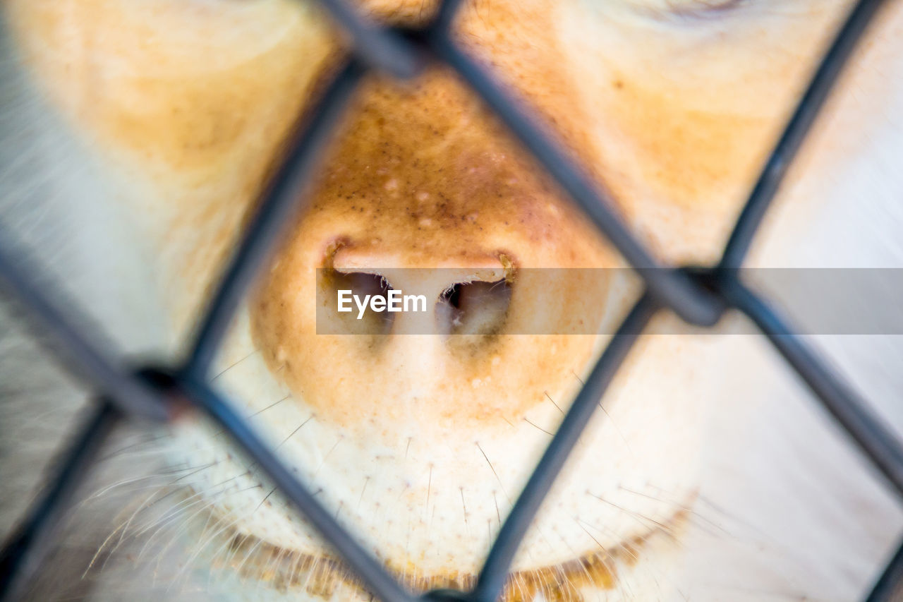 Close-up of animal seen through fence