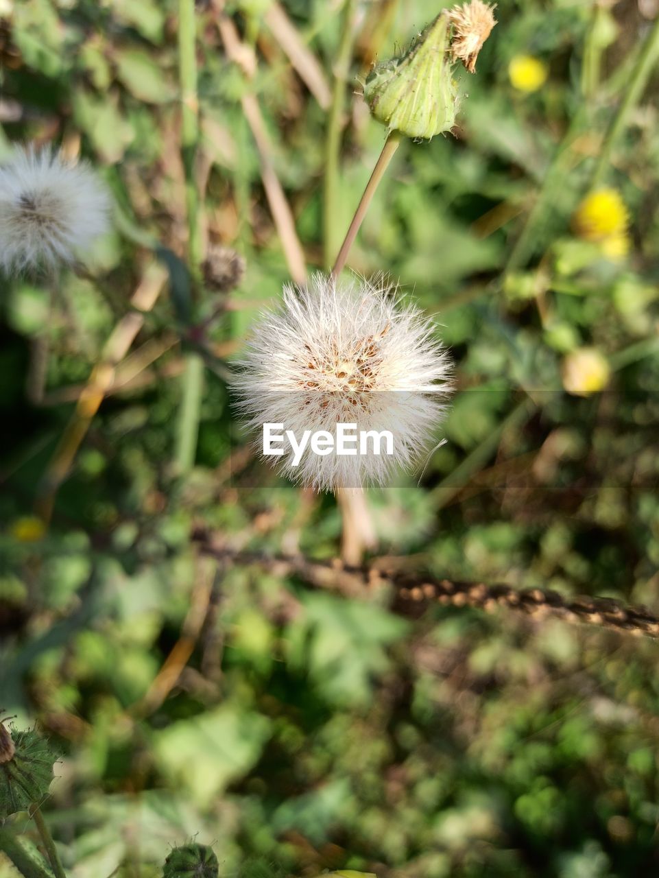 CLOSE-UP OF DANDELION ON PLANT