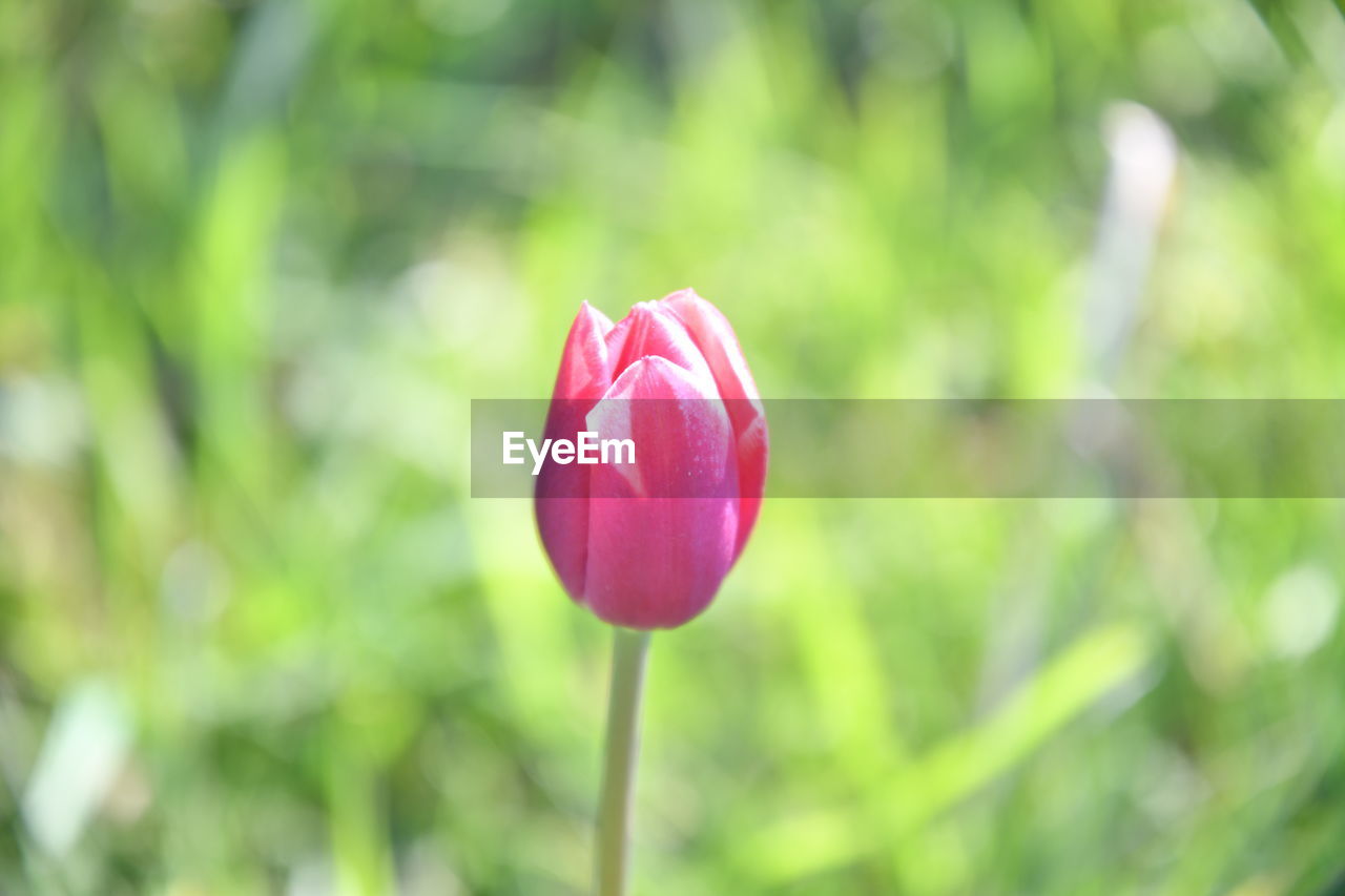 Close-up of pink tulip