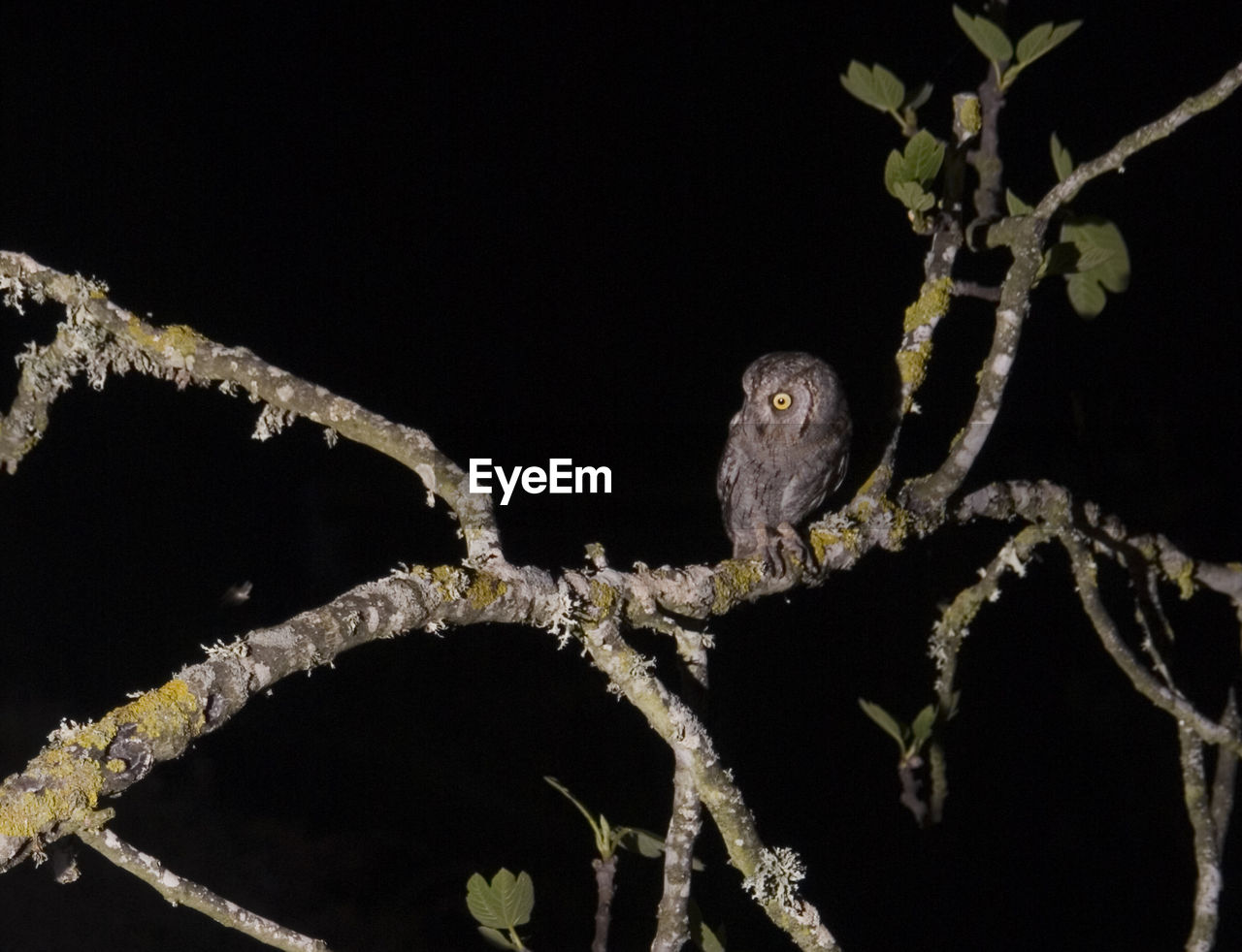 CLOSE-UP OF BRANCH AGAINST BLURRED BACKGROUND