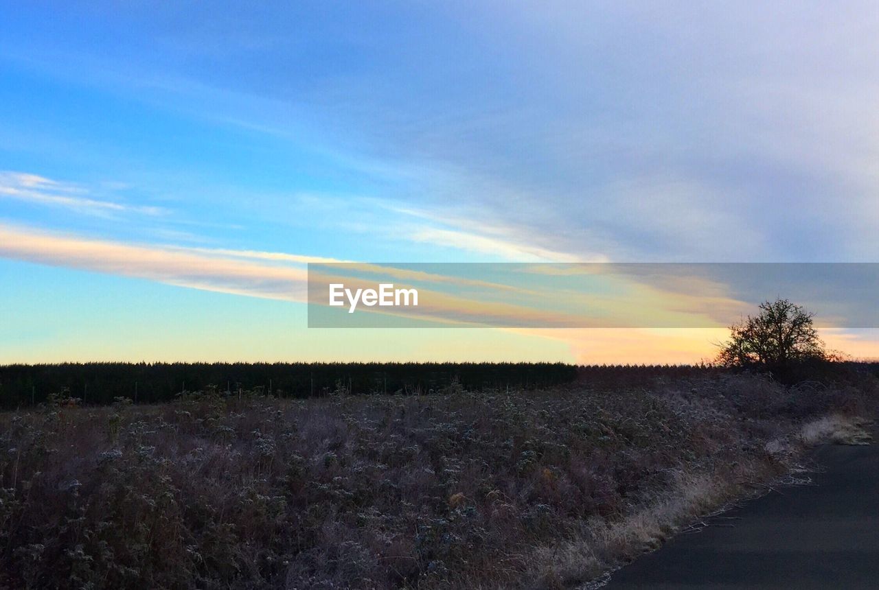 FIELD AGAINST SKY