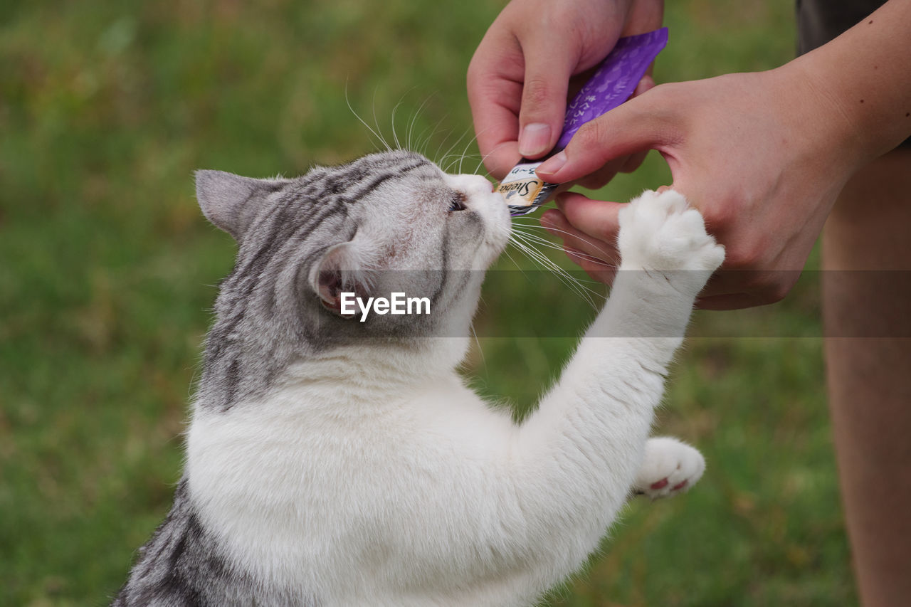 cat, animal, animal themes, mammal, one animal, pet, hand, domestic animals, carnivore, felidae, small to medium-sized cats, whiskers, one person, animal body part, adult, domestic cat, grass, feline, holding, touching, close-up, care, nature, stroking