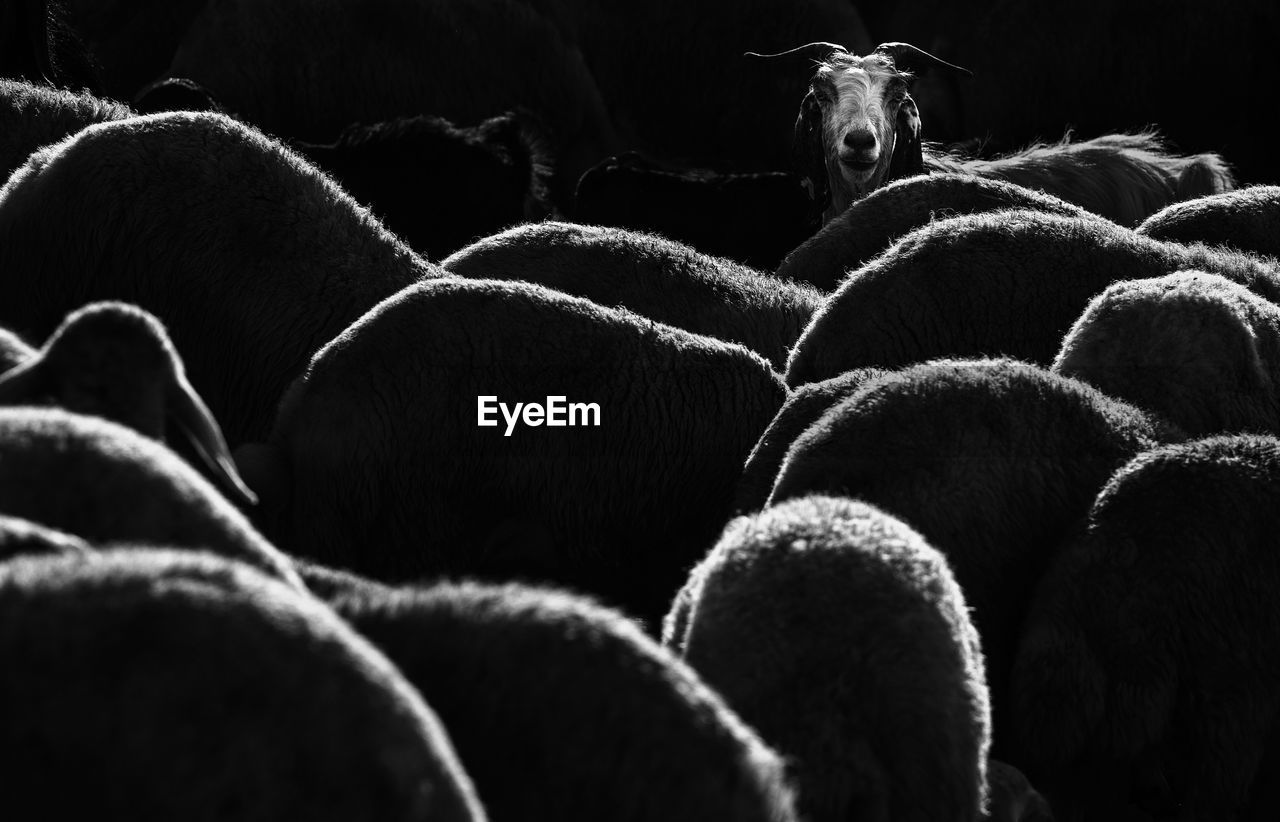 Full frame shot of sheep